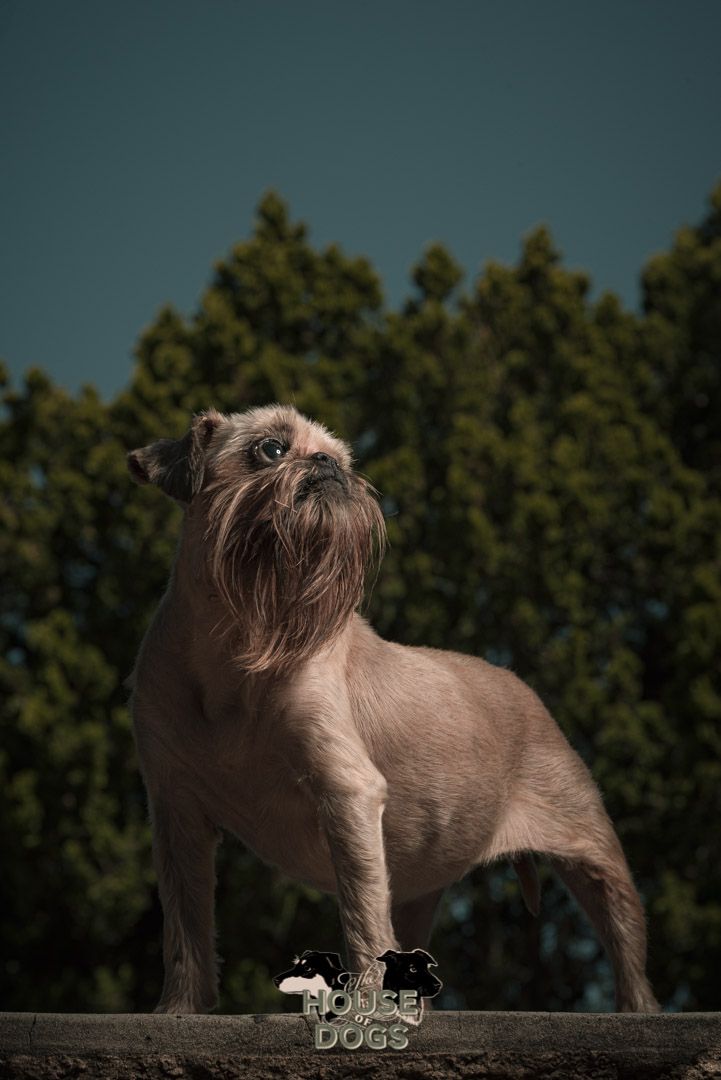 On location pet portraits of dog