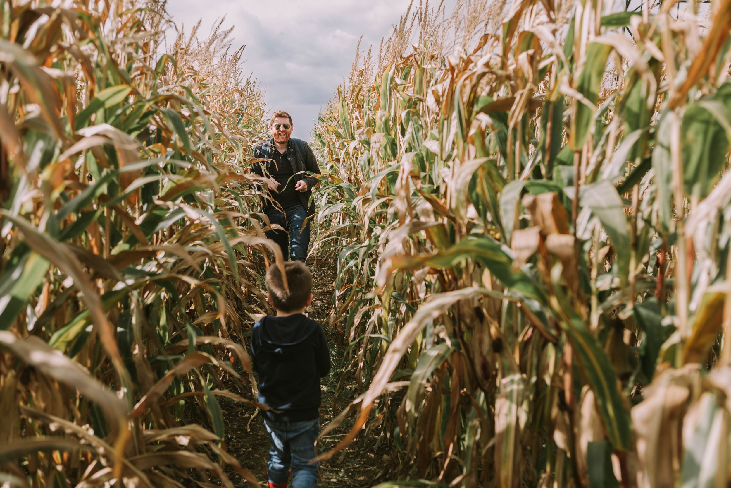 corn maze basildon