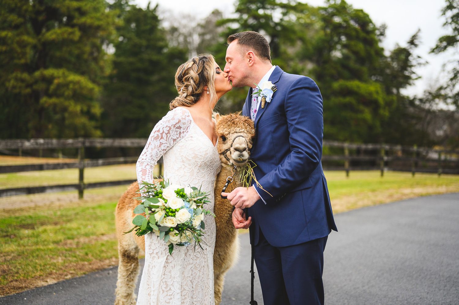bride and groom kissing with alpaca at Edel Haus alpaca farm