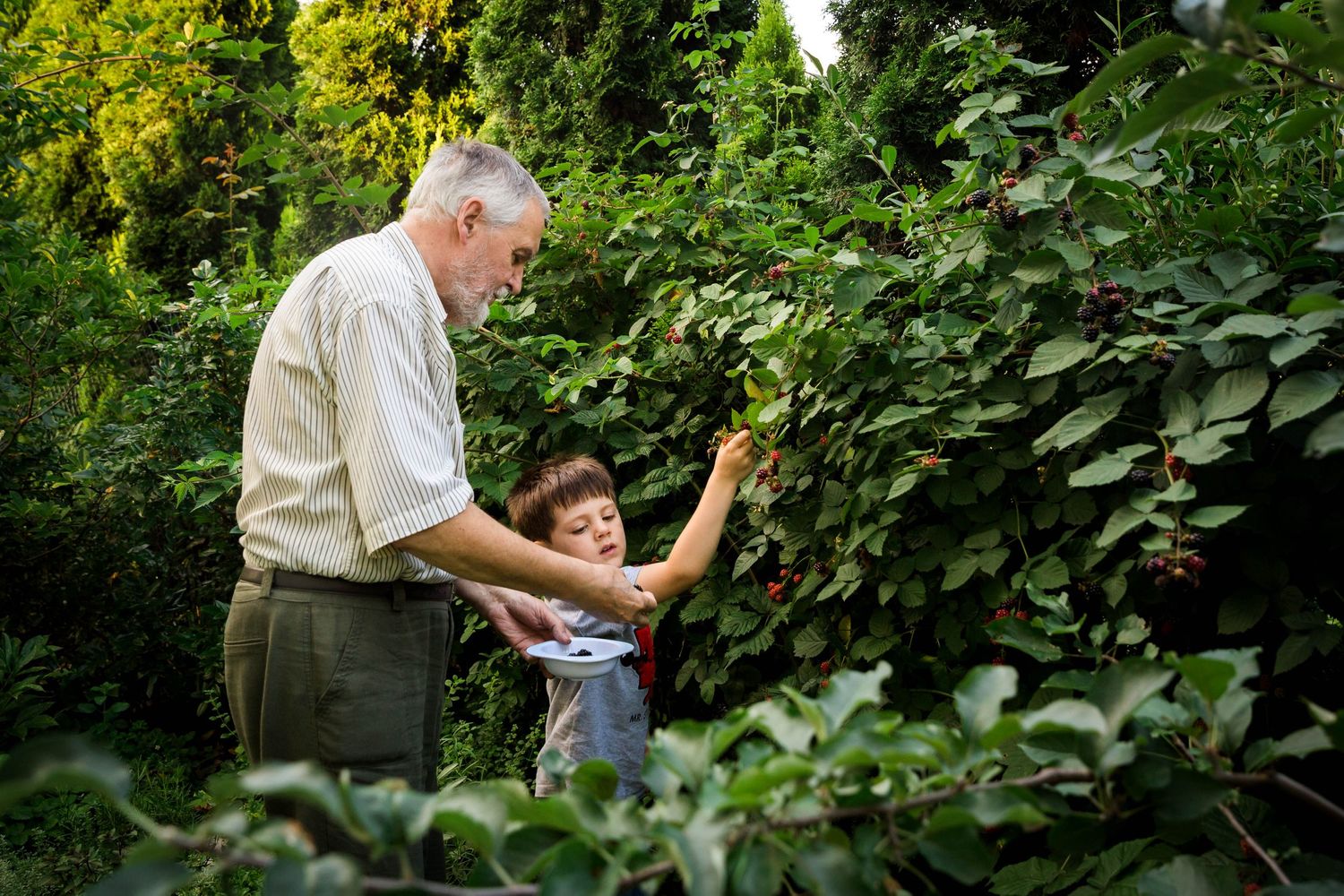 grandad picking blackberries with grandson