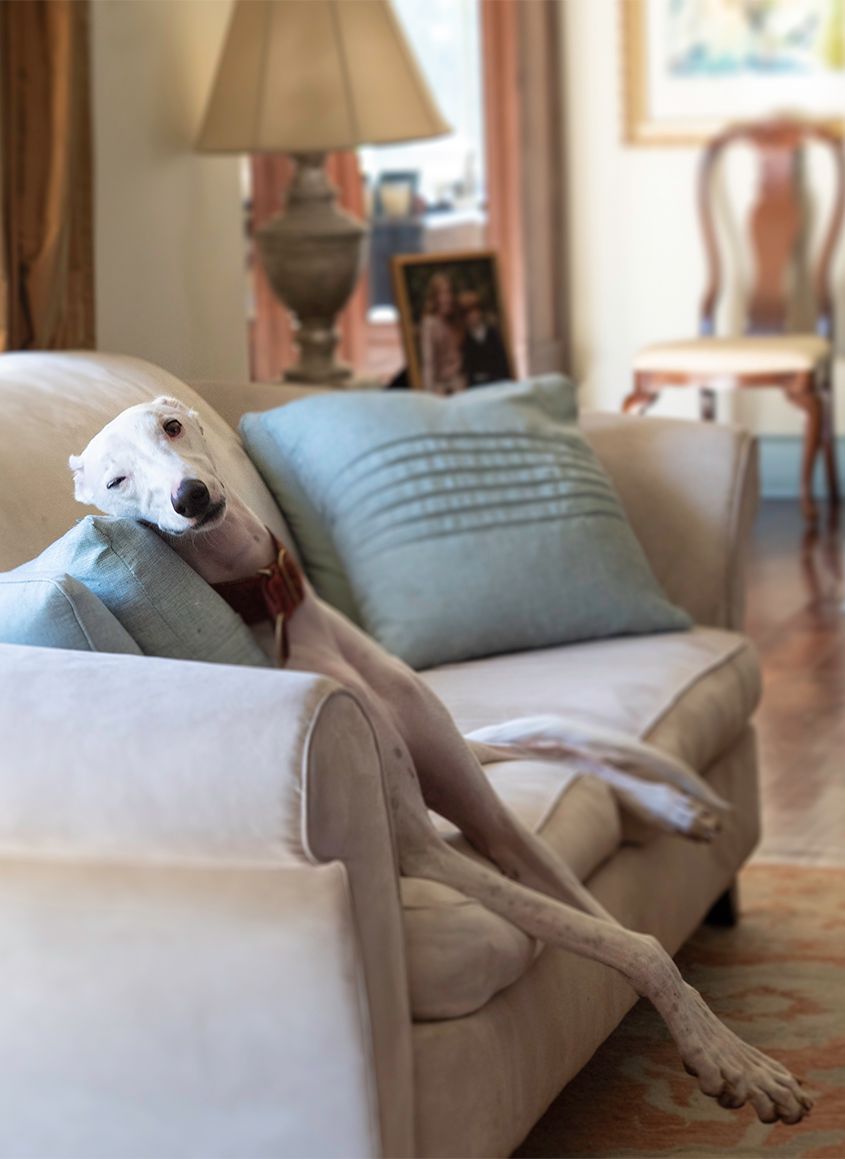 White Dog with One Eye Open Sitting on Grey Sofa in Living Room by Photographer Leslie Argote