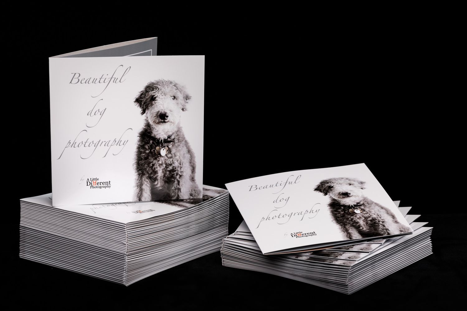 Dog photography in Lambourn Berkshire