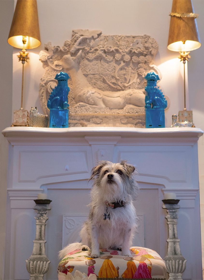 Terrier Dog Sitting on Bench in Living Room by Zurich Photographer Leslie Argote