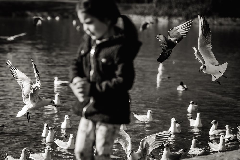 Feeding the birds and ducks on family shoot in Enfield, London