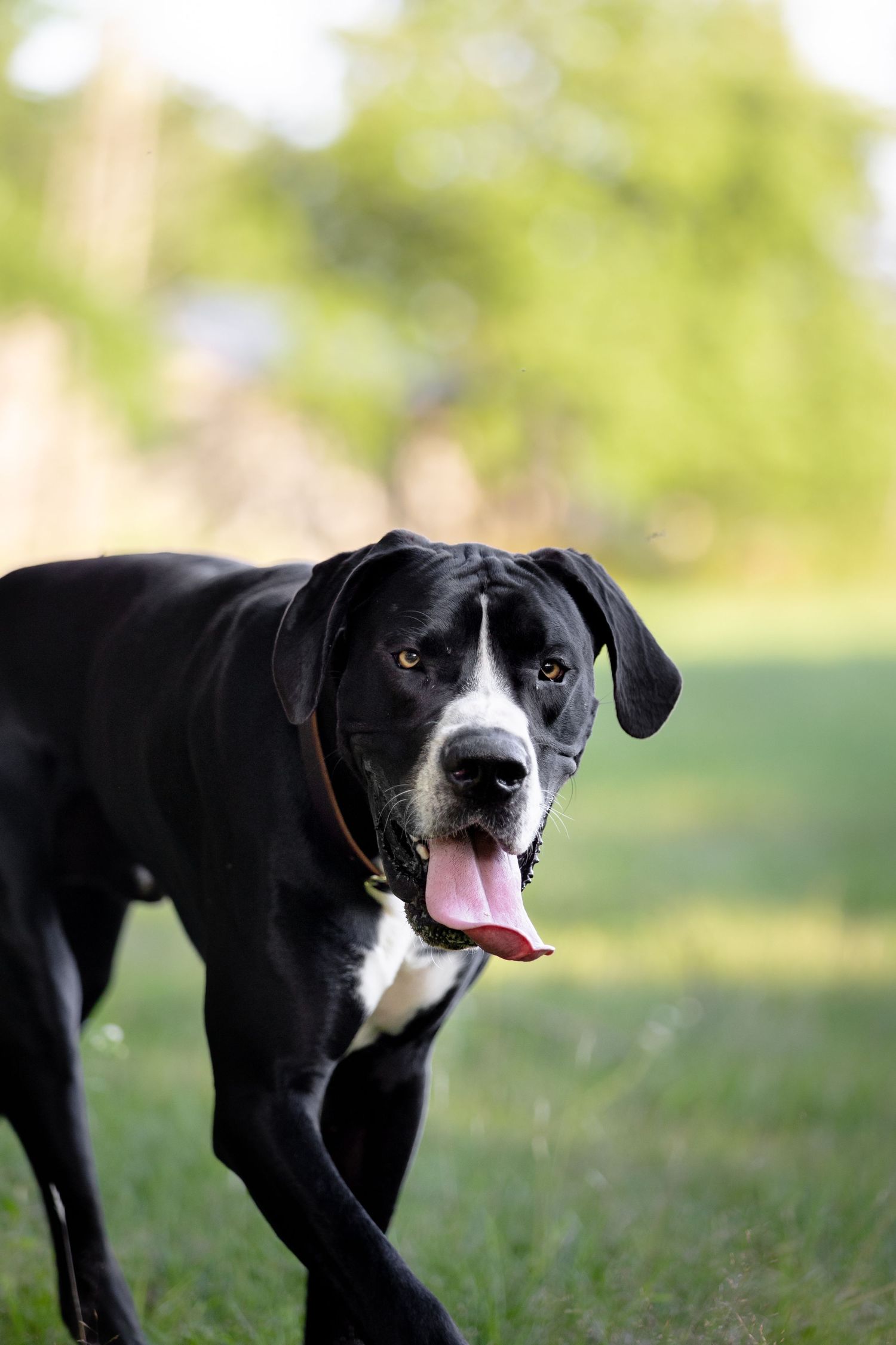 Great Dane dog photoshoot