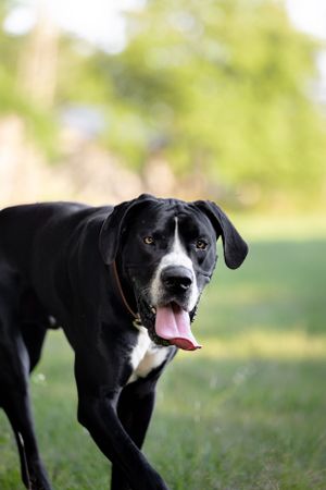 Great Dane dog photoshoot