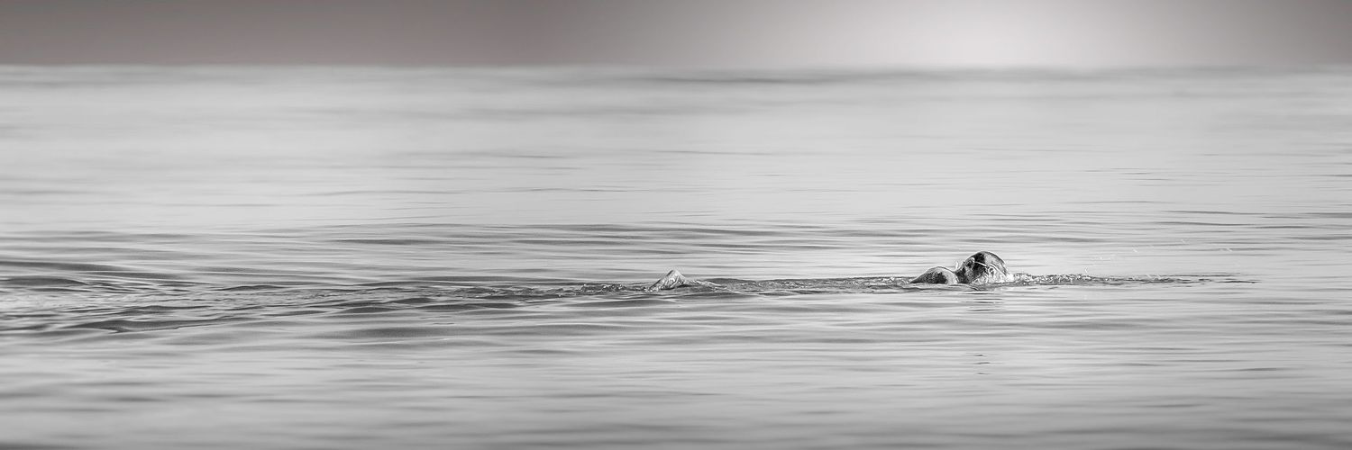 The Swimmer
