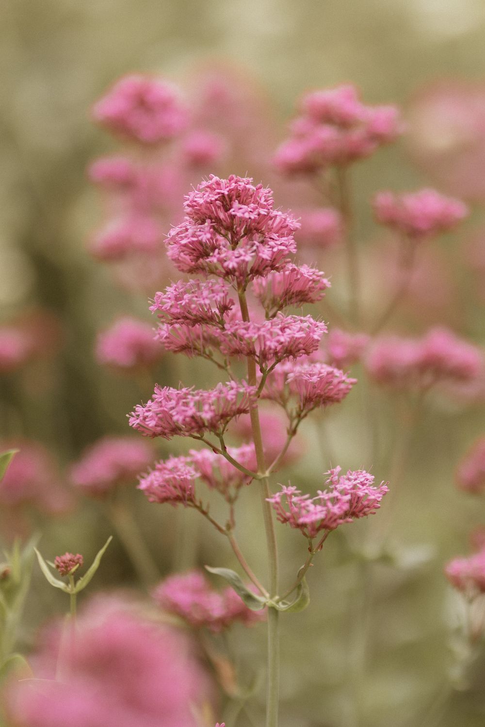 Delicate pink wildflowers at Crockwell Farm wedding