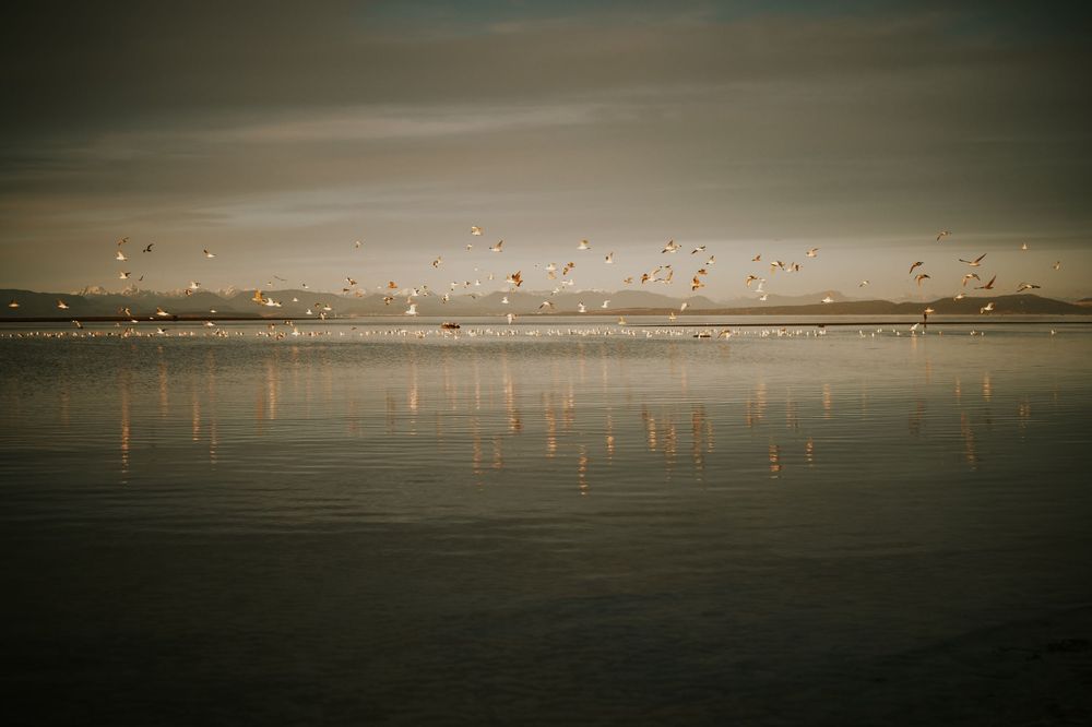 Beautiful photography of bird flying over ocean kye bay beach by ocean during sunset Comox Valley Vancouver Island photographer