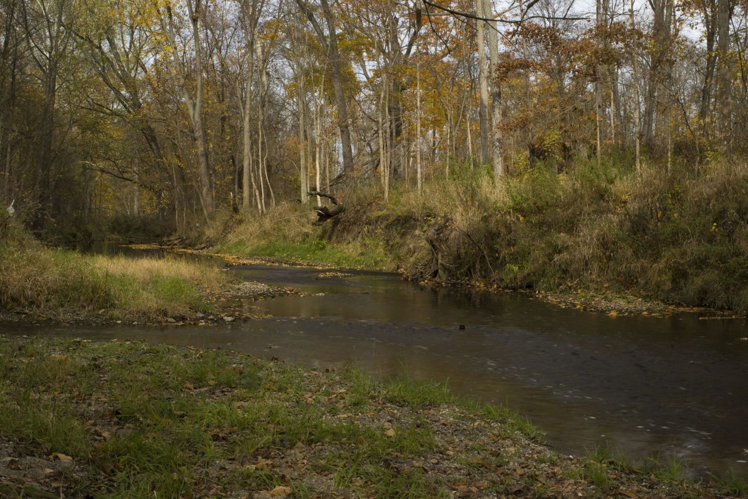 A tranquil stream winds through a forest with autumn trees and eroded banks on an overcast day.