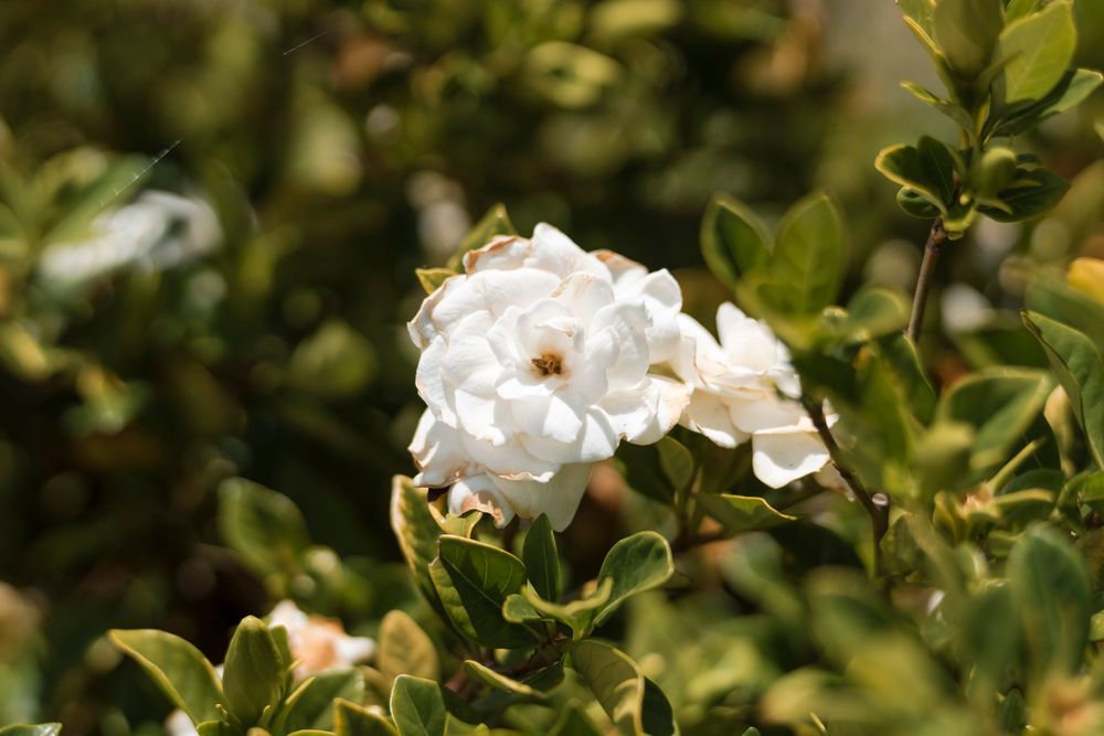 A delicate white rose bloom stands out against blurred green foliage in soft natural lighting.