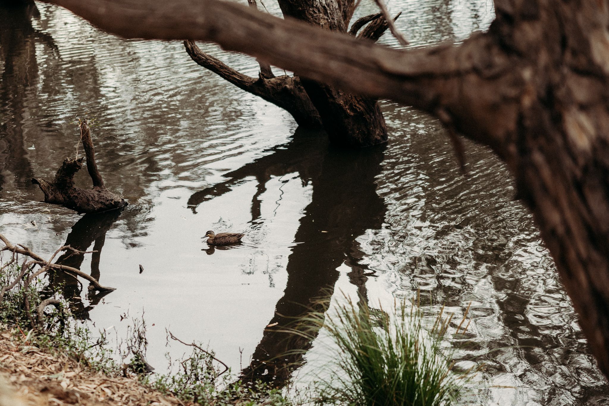 werribee family photographer