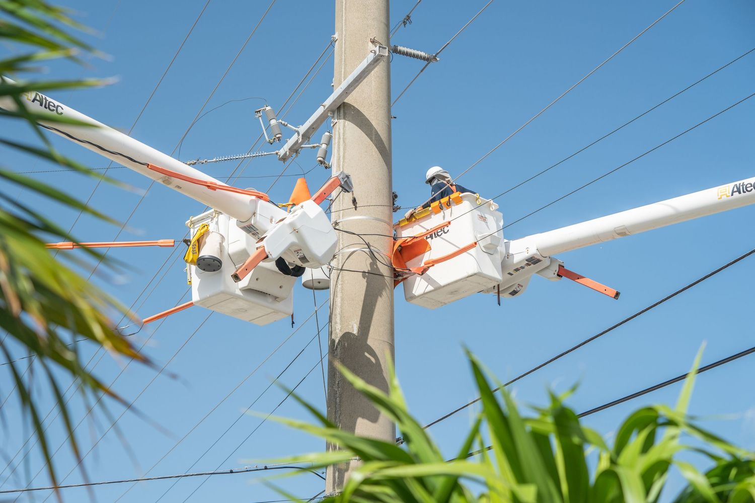 Utility poles and power lines against a bright blue sky with palm fronds in the foreground.