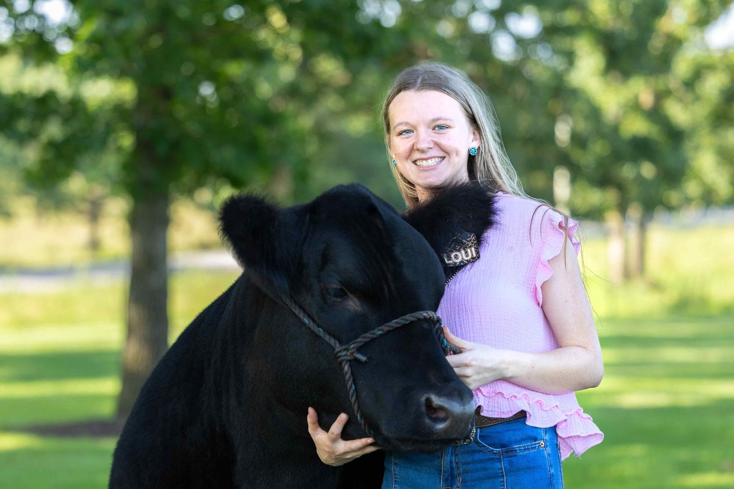 Black cattle in a green field on a sunny day with a young woman.