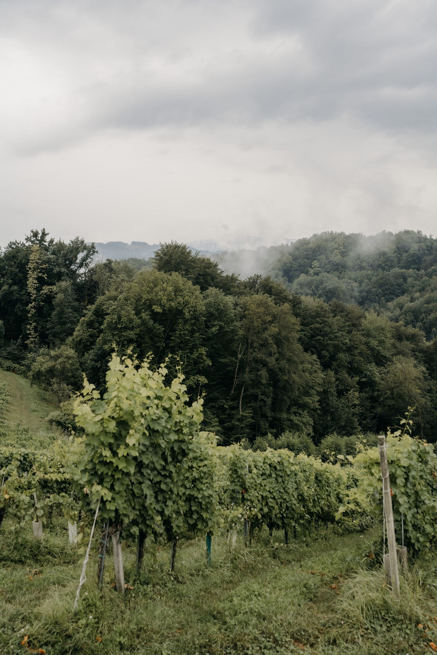 Weinberge nach Regen in Gamlitz in der Südsteiermark