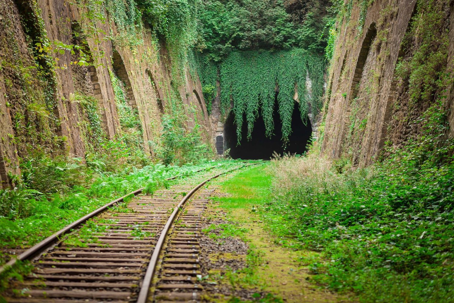 Curved railroad tracks through a green mossy canyon with trees and vegetation.