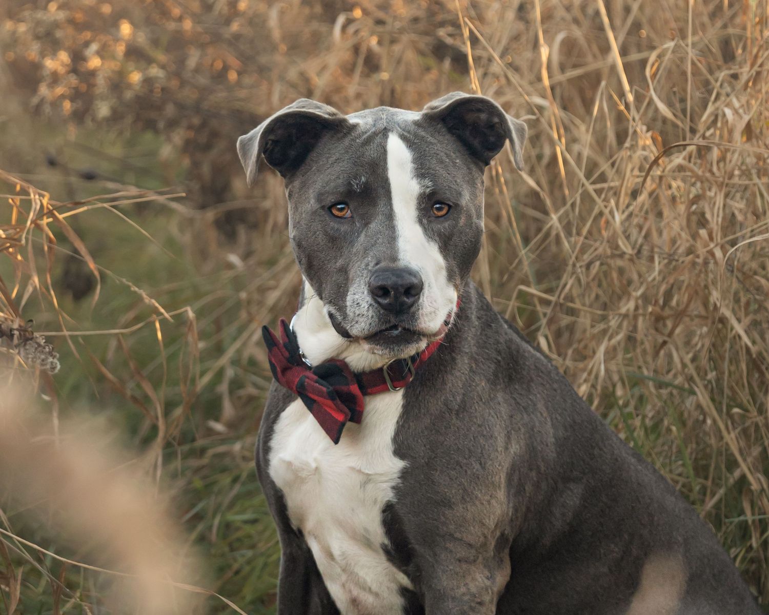 Grey and white pit bull with red collar poses attentively in front of dried autumn grasses.