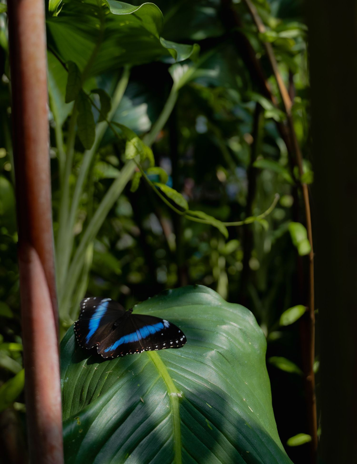 A blue morpho butterfly rests on a large green tropical leaf in a lush garden setting.