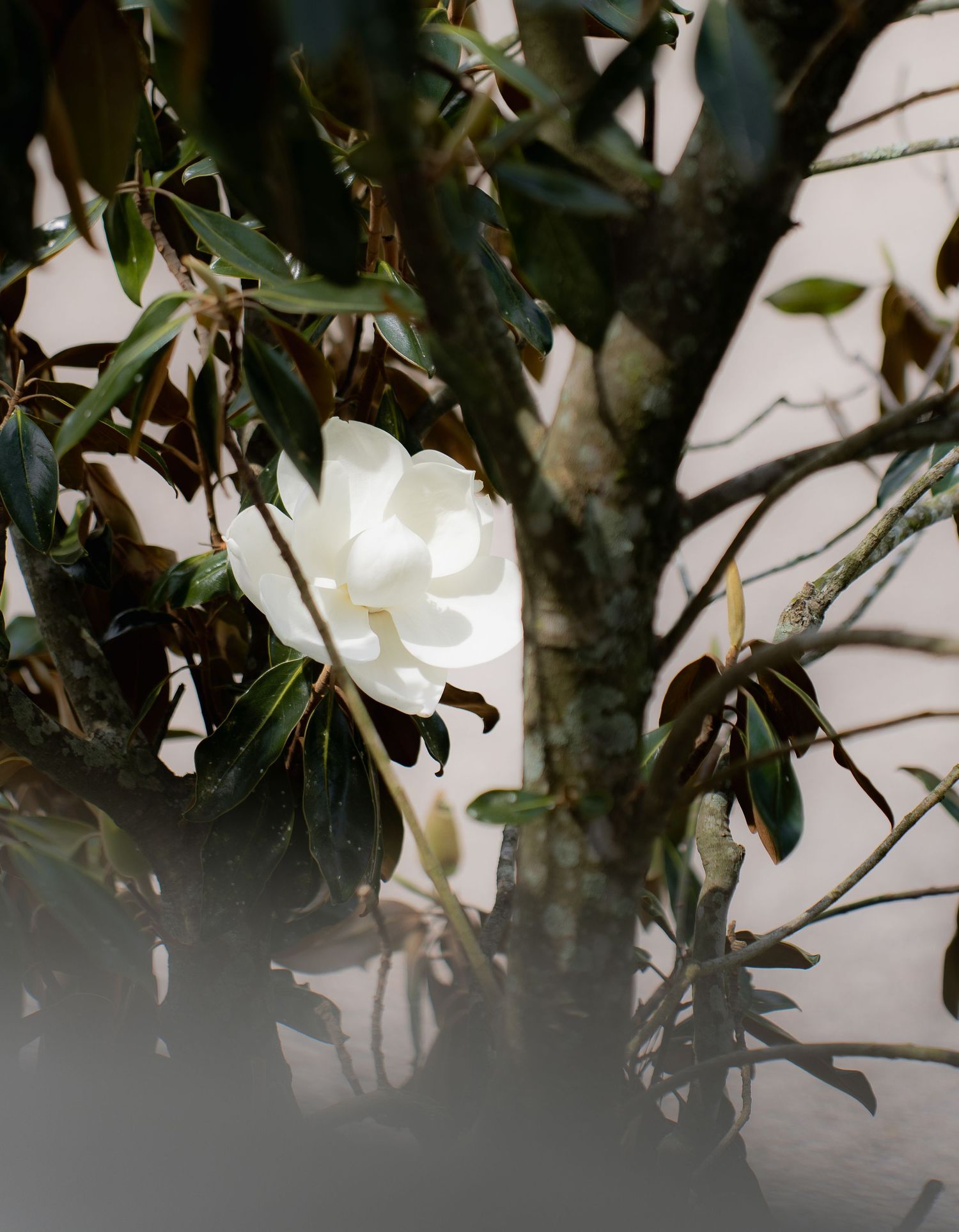 A delicate white rose bloom emerges from dark green foliage in a moody, ethereal garden setting.
