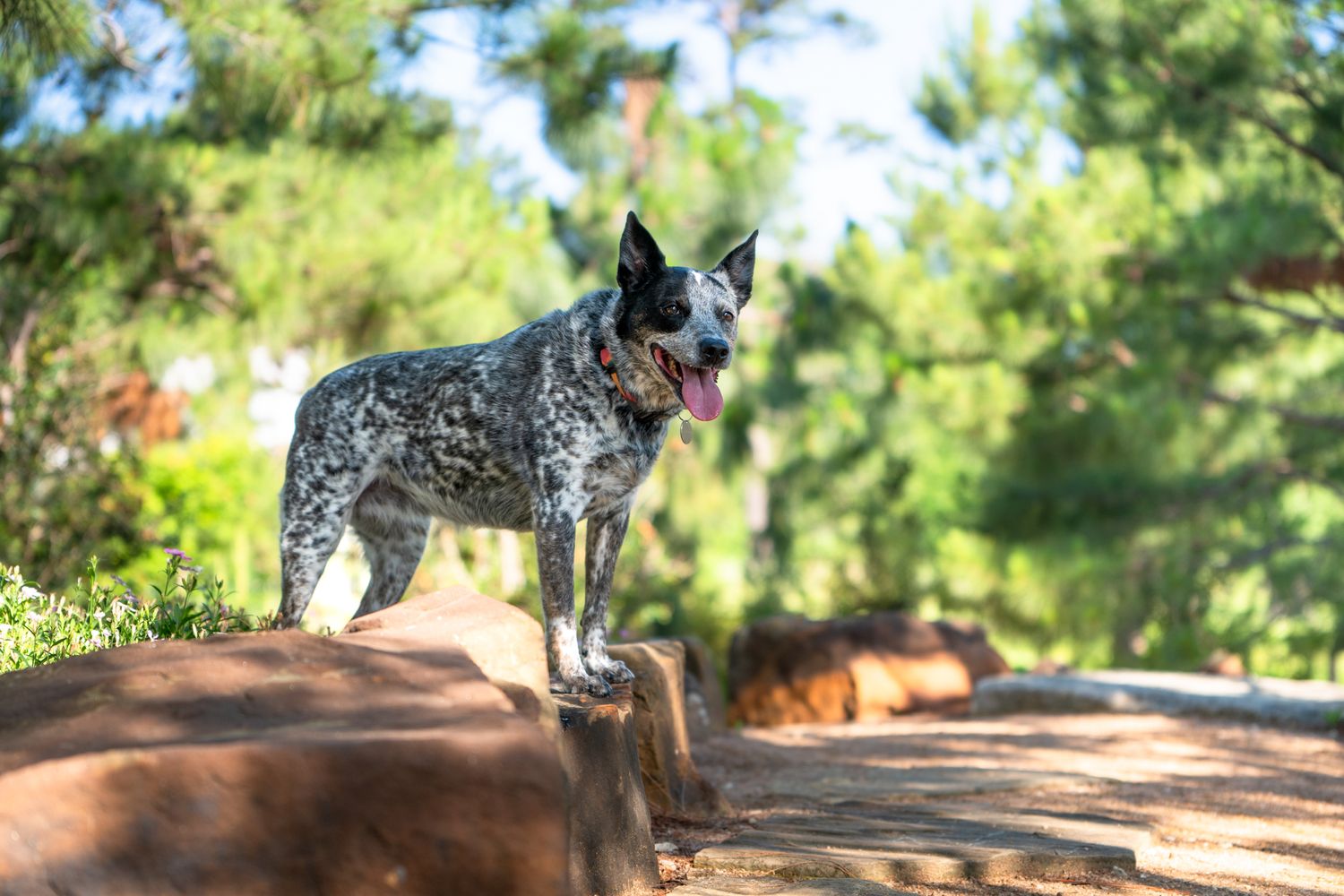 Blue heeler or Australian cattle dog standing alertly on a large rock with trees in the background at the Houston Botanic Gardens.