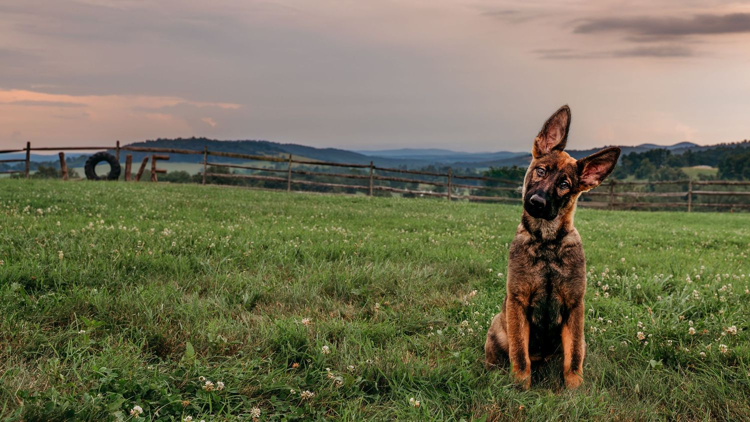 German Shepherd puppy tilts her head to the side with the rolling hills of Delaplane, Virginia behind her, a LOVE sign is subtle on the left