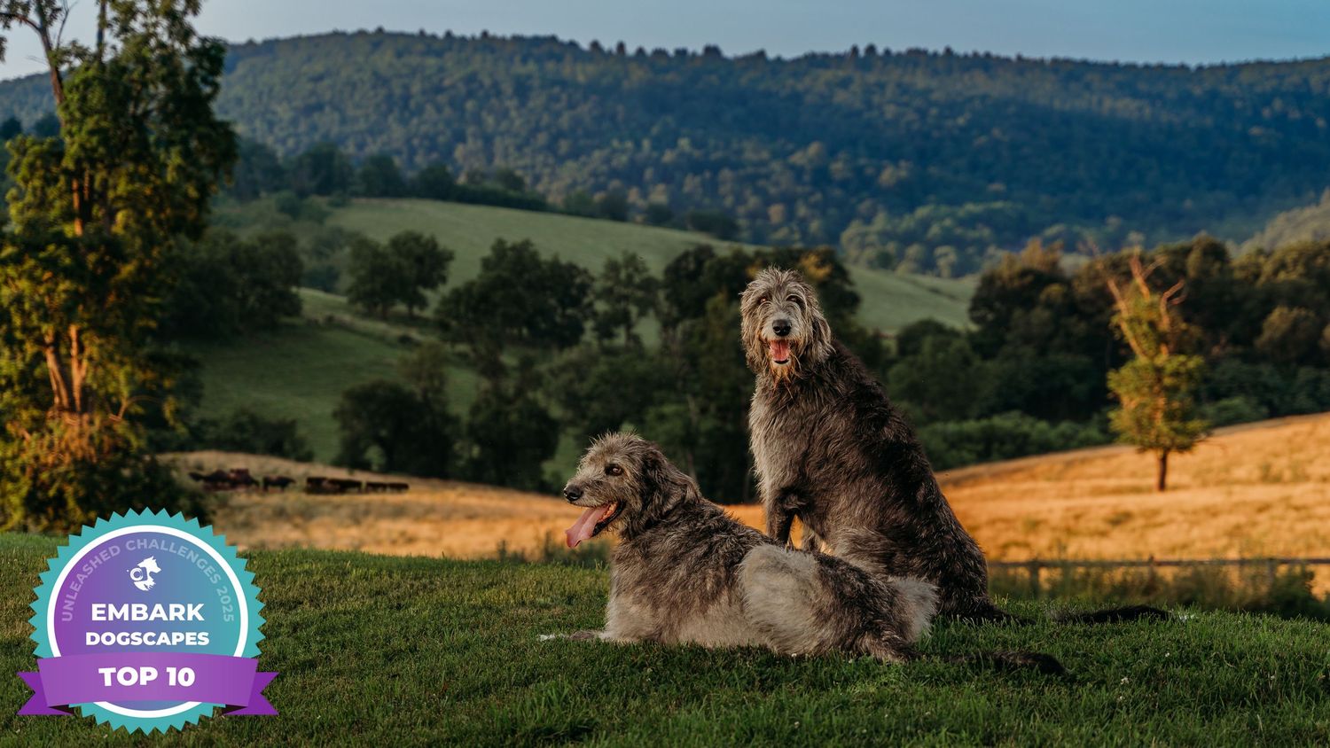 Top 10 winner of Embark "dogscapes" challenge. 2 Irish wolfhounds survey their cows among rolling hills of Paris, Virginia.