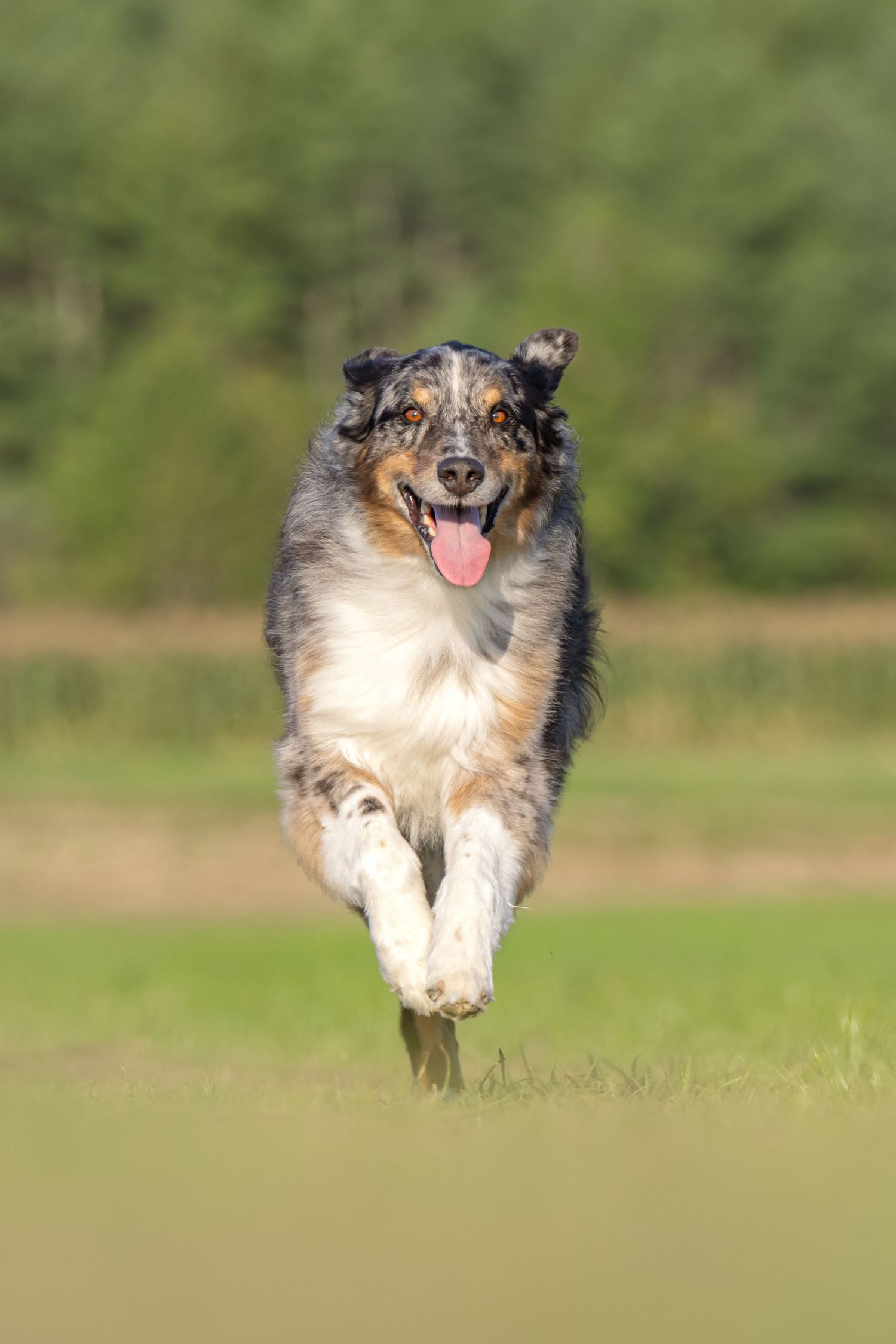 Australian Shepherd dog leaping joyfully through a green field with tongue out and merle coat shining in sunlight.