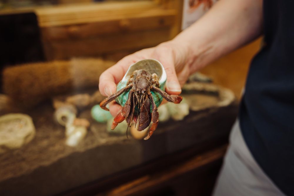 A librarian holds up a hermit crab with its claws outstretched against a dark wooden surface.