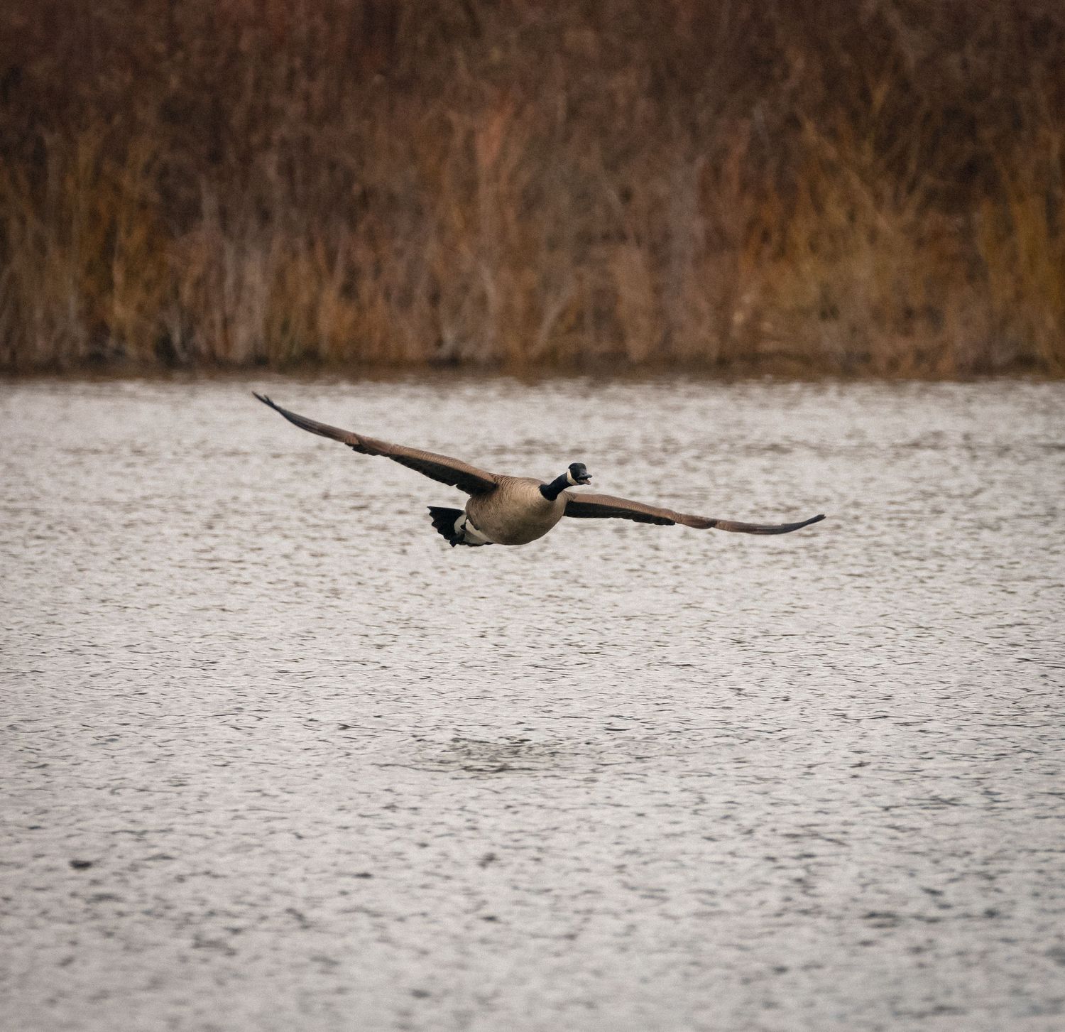 A Canada goose flies low over a frozen lake with outstretched wings against a backdrop of winter reeds.