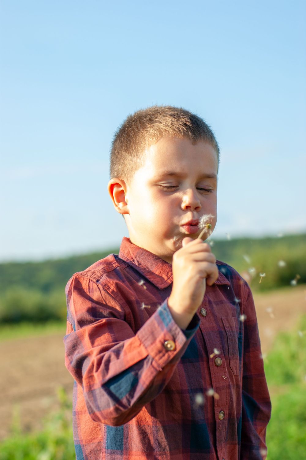 Blowing dandelion seeds in a sunny field.