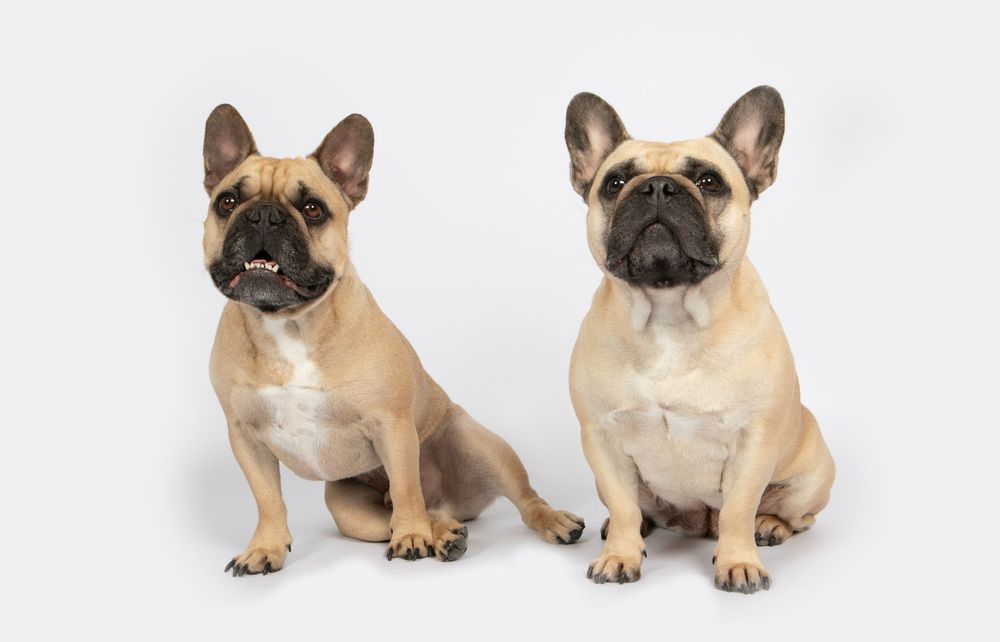 Two French Bulldogs, one fawn-colored and one cream-colored, sit side by side on a white background.