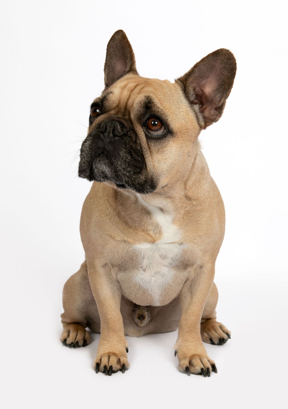 A fawn-colored French Bulldog sitting attentively on a white background with perked ears and dark mask.