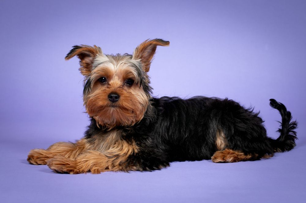 Yorkshire terrier dog lying down relaxed against purple background, showing classic black and tan coat coloring.