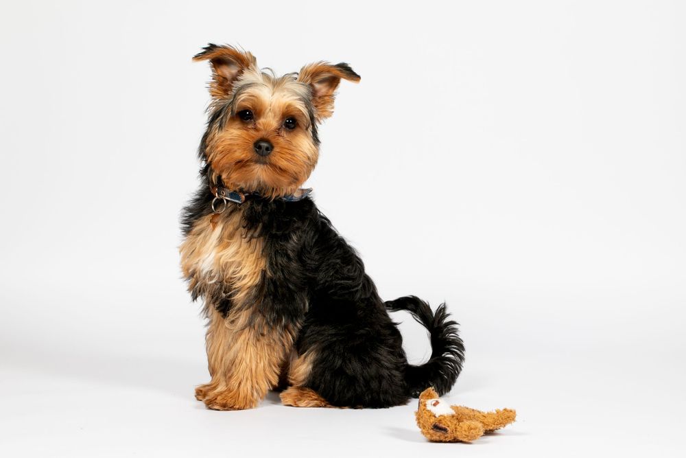 A Yorkshire terrier puppy sits attentively next to a dog treat on a white background.