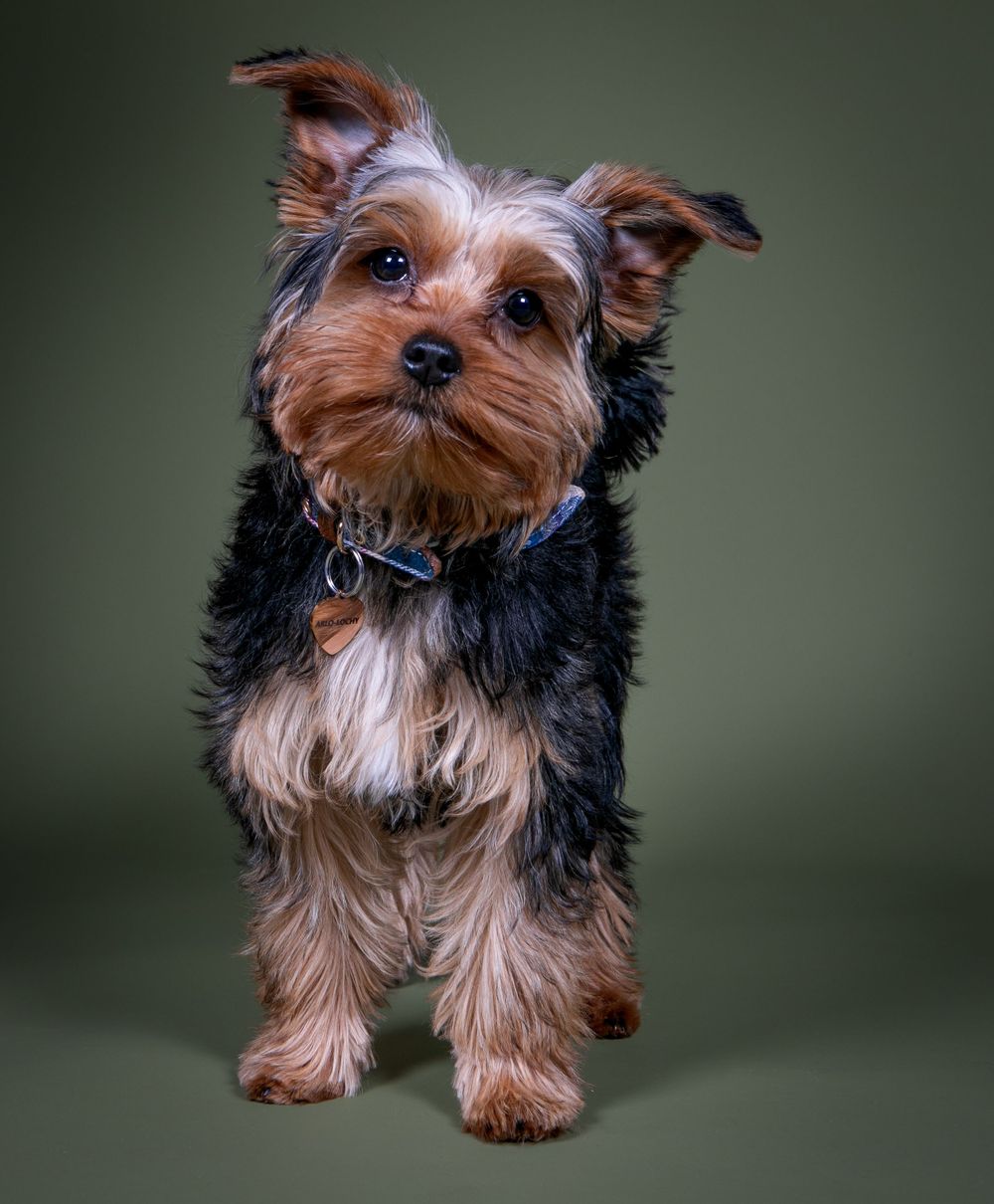 A Yorkshire terrier puppy standing alert with perked ears and wearing a blue collar against a dark green background.