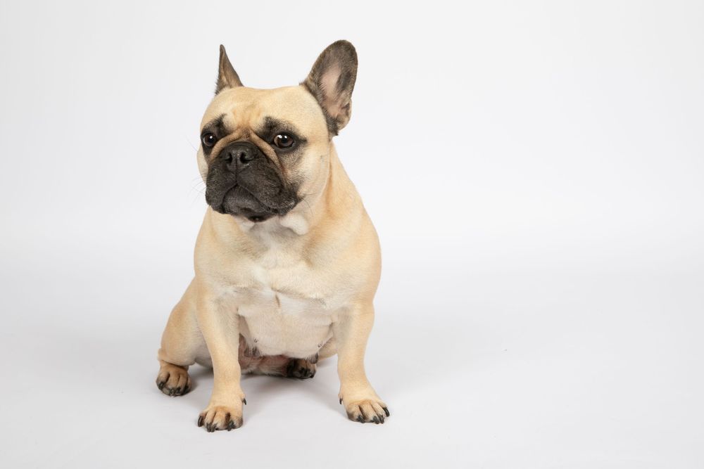 A tan French Bulldog sits attentively on a white background, showing its distinctive facial features and perked ears.