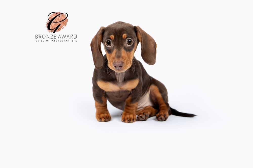 Adorable brown and black dachshund puppy sitting against white background with studio lighting.