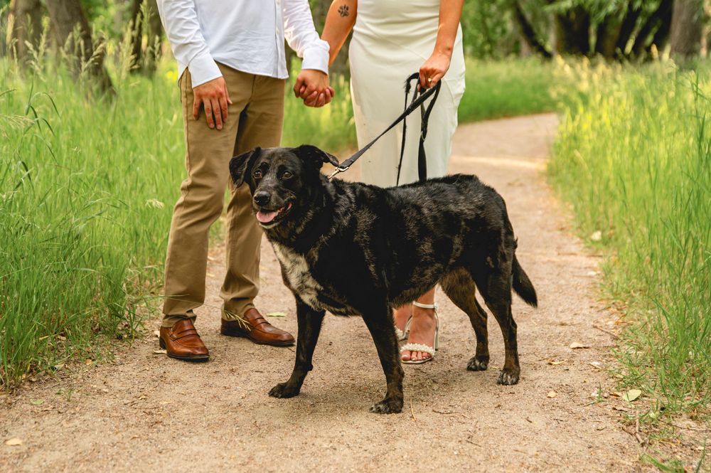 A black dog walks on a dirt trail with two people while on a leash in tall grass on a sunny day.