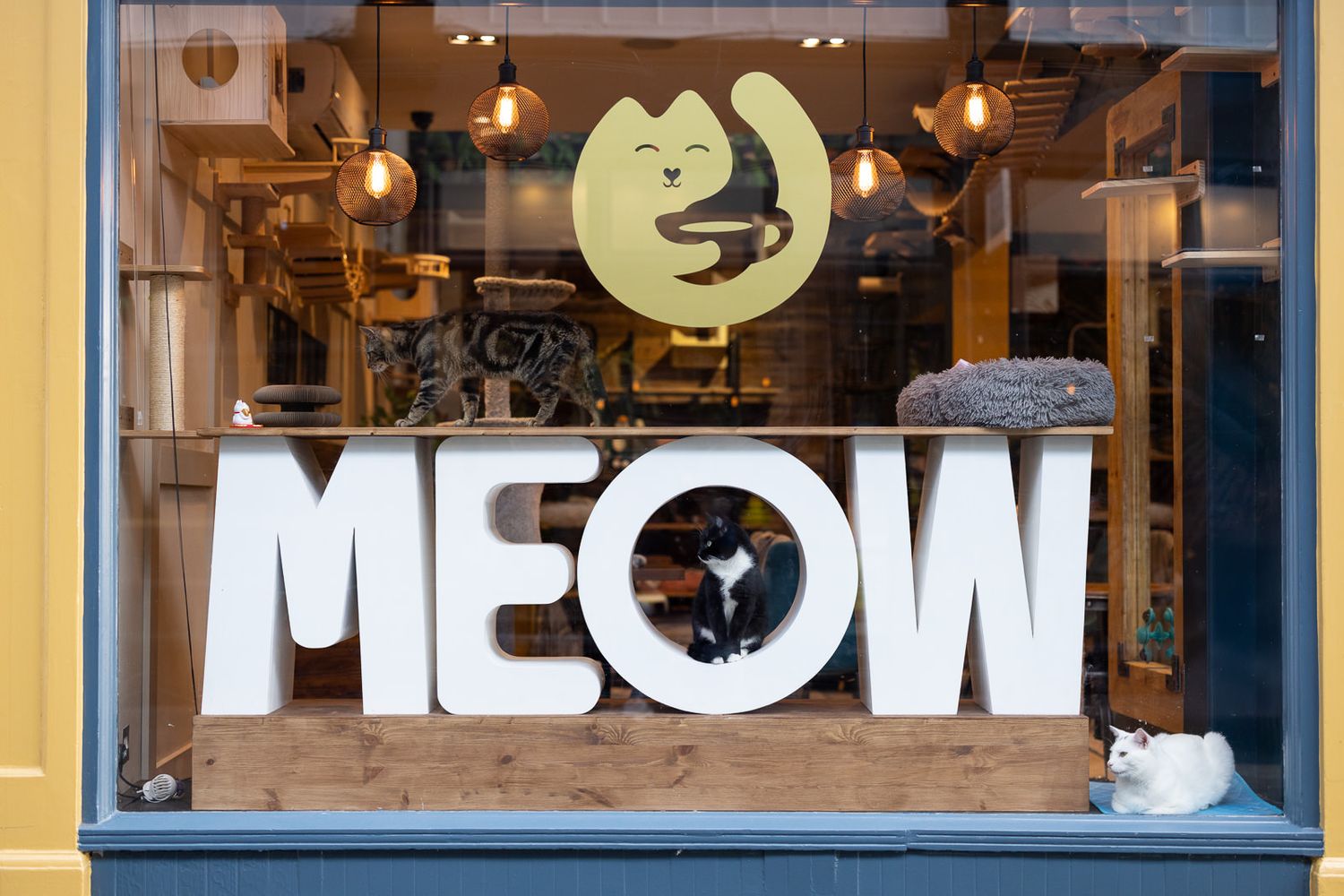 A storefront window display with illuminated 'MEOW' text signage and cat-themed decor against a warm interior.