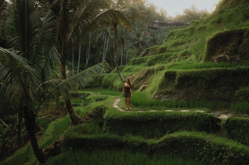 Terraced rice fields with palm trees on green hillsides in a tropical paradise setting.