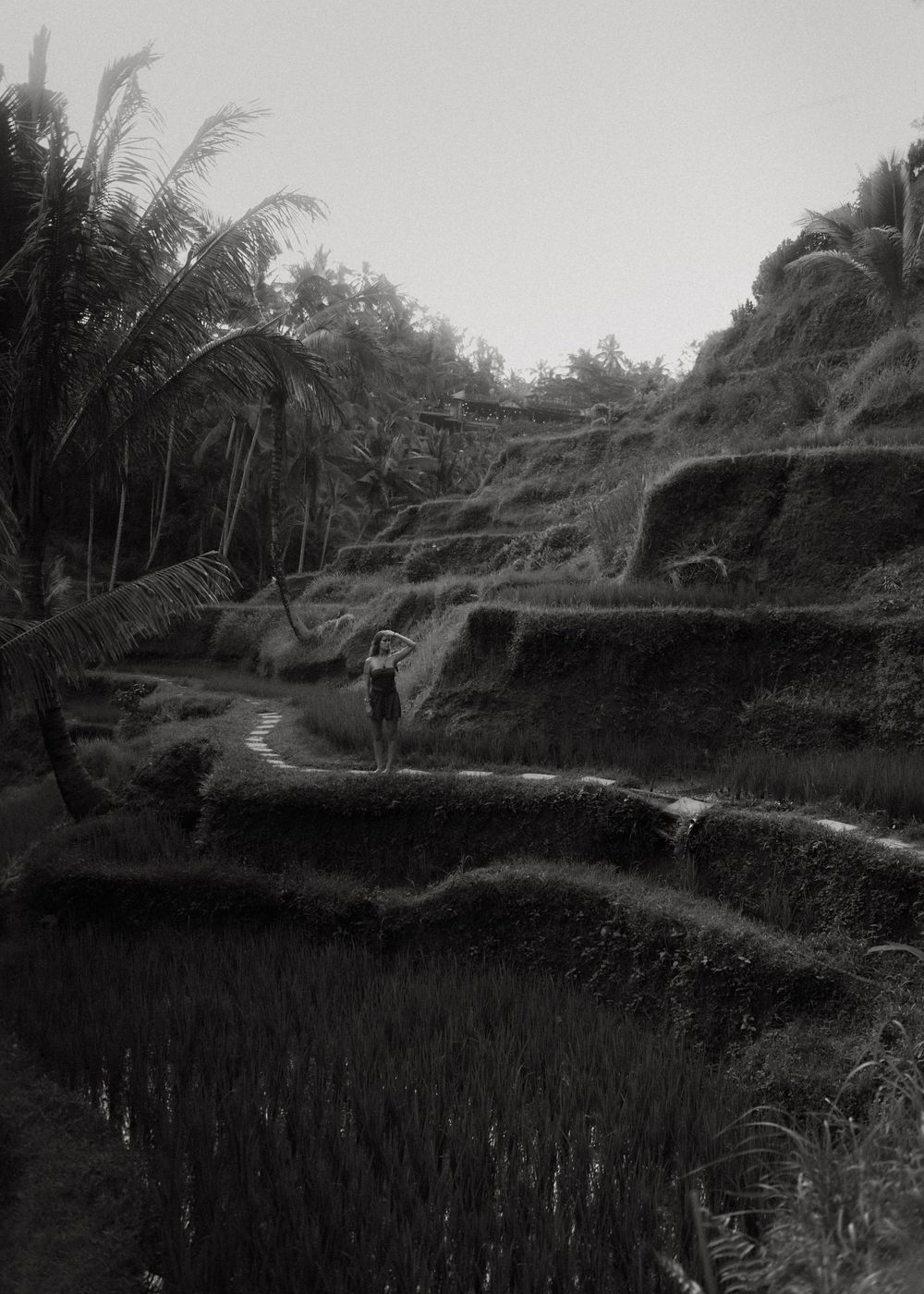 Black and white photo of terraced rice fields with palm trees in Bali.