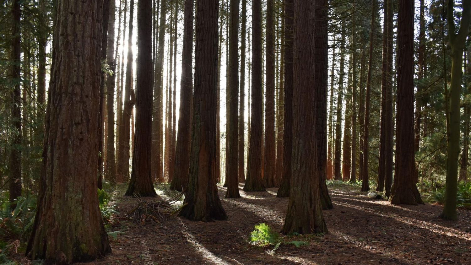 Photo location Surrey BC Redwood park. Forest area, open field with long yellow grass, shade and sun. Elizabeth Lang Photography.