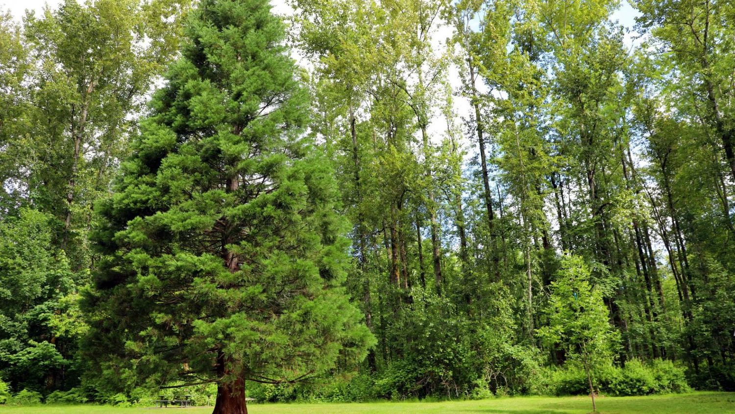 Photo location Surrey BC Redwood park. Forest area, open field with long yellow grass, shade and sun. Elizabeth Lang Photography.
