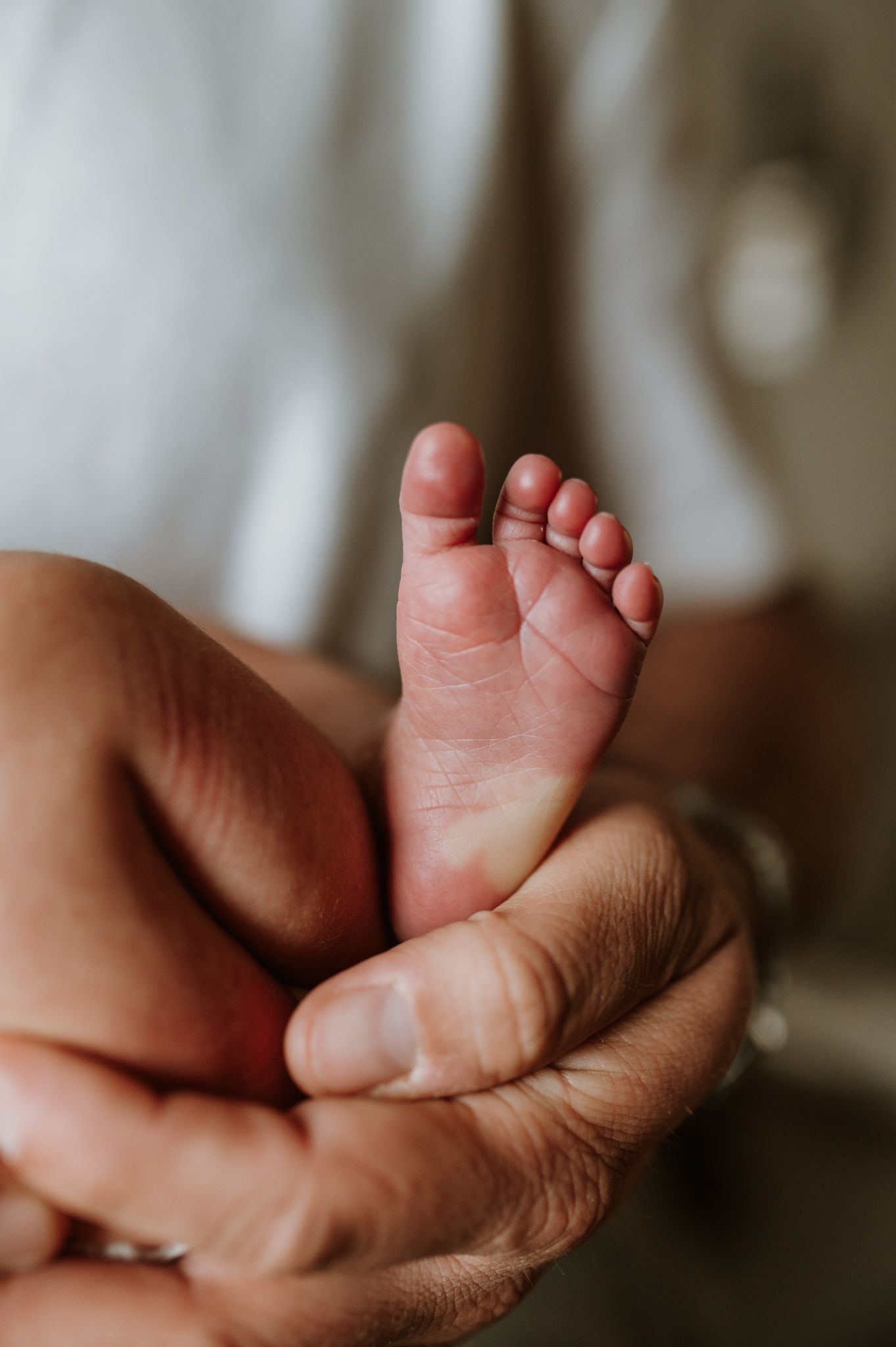 Close up of tiny newborn baby foot being gently held in adult hands against white background.