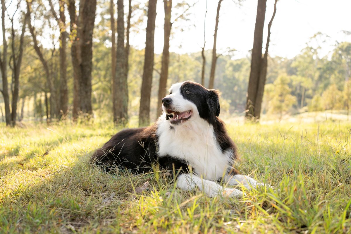 border collie photoshoot in Sydney