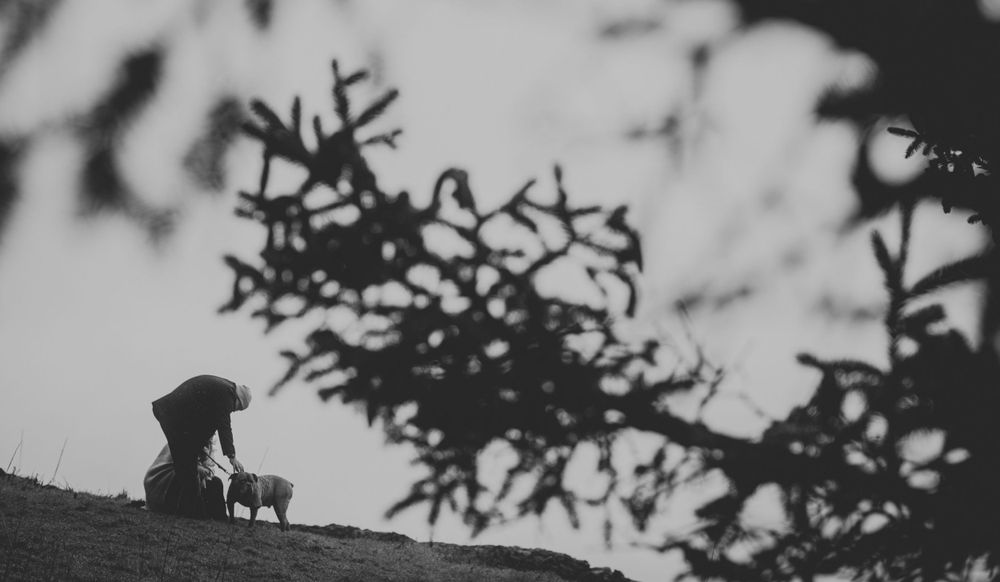 A silhouetted figure with a dog stands against a moody sky with tree branches.