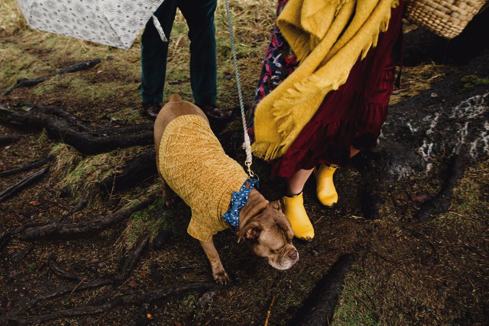 A dog wearing a yellow sweater explores rocky coastal terrain on a leash.