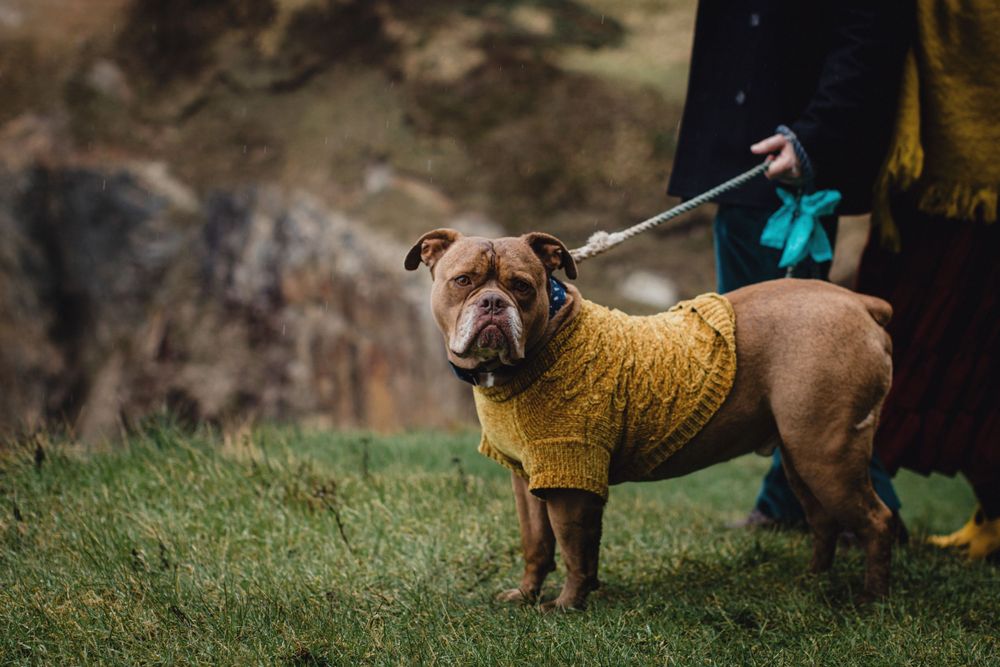 A bulldog wearing a cozy yellow sweater stands on grassy terrain near the coast.