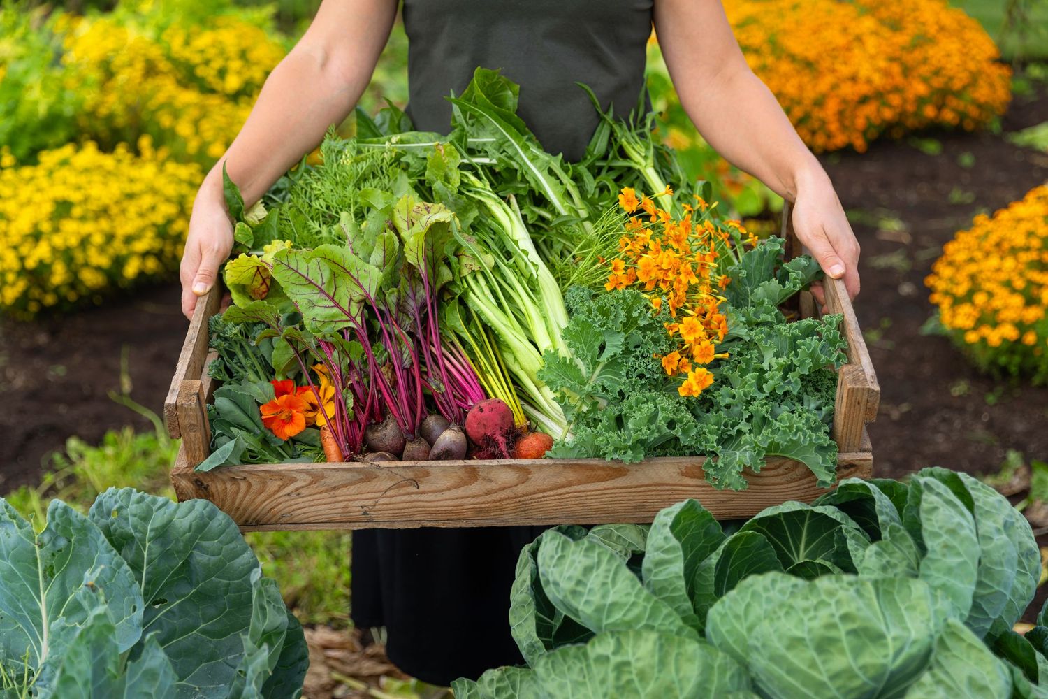 Fresh harvested vegetables and greens displayed in wooden crate in garden setting.