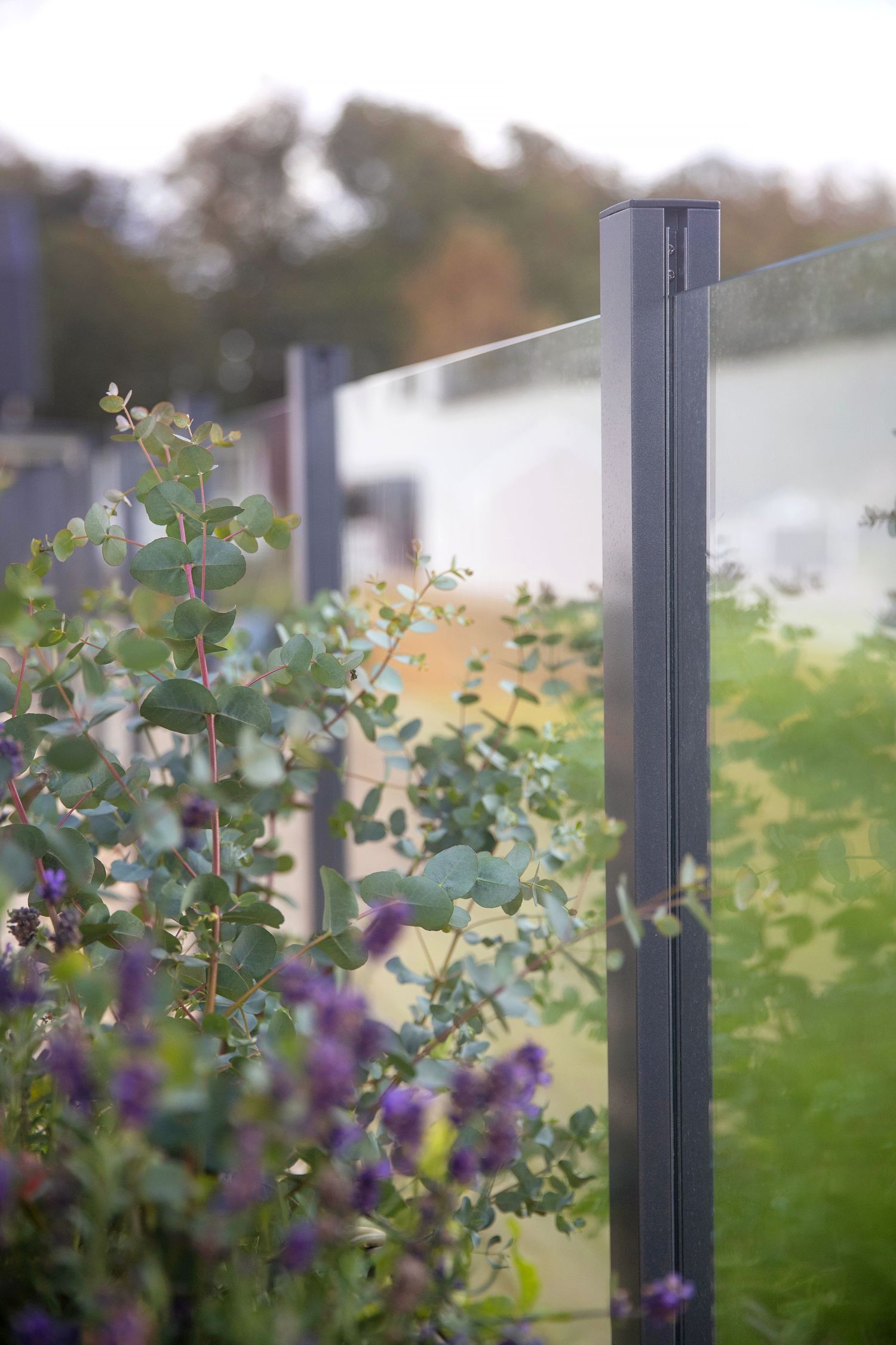 Modern glass fence panel with climbing purple flowers and greenery in soft focus.